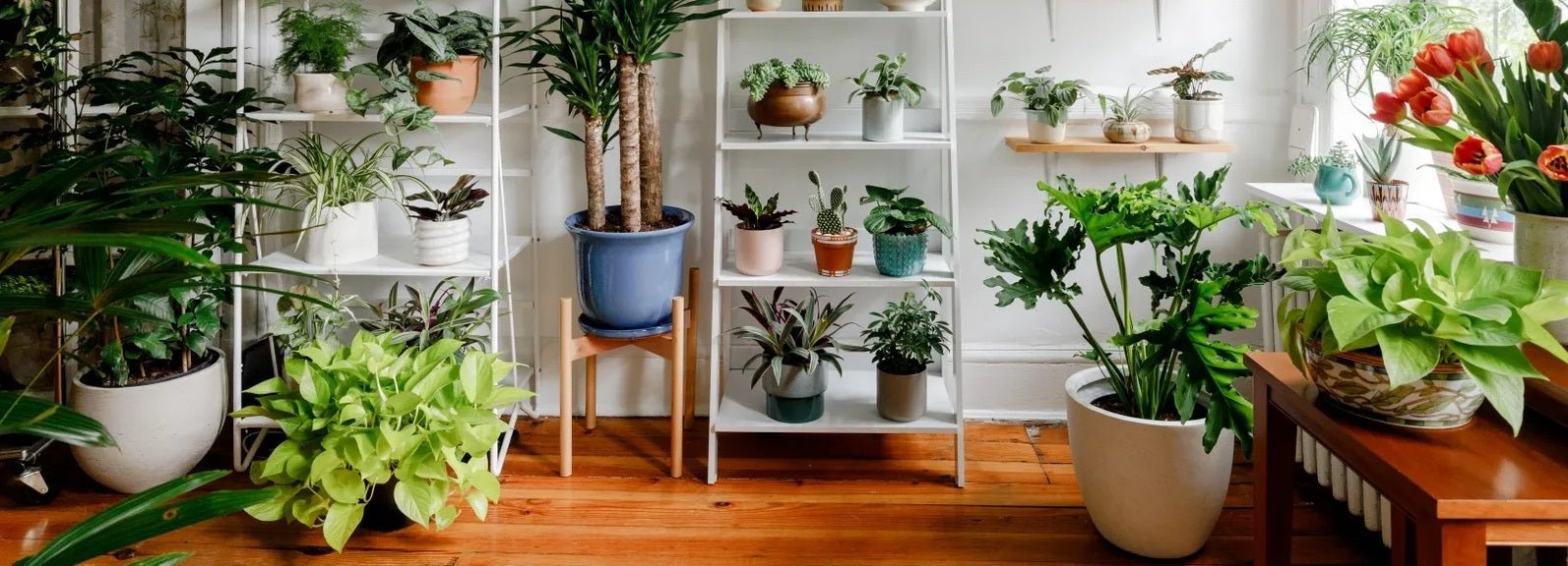 5 Low-Maintenance Indoor Plants for the Busy Person
