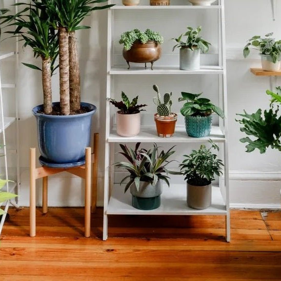 5 Low-Maintenance Indoor Plants for the Busy Person