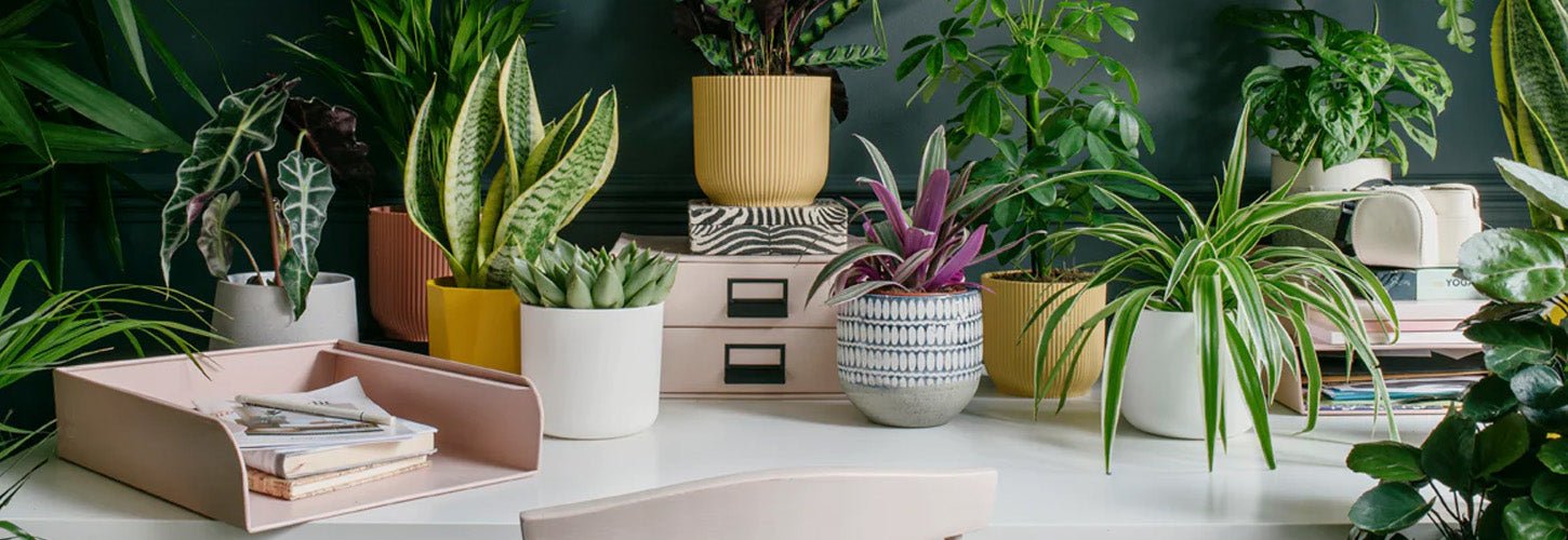 10 Indoor Plants That Will Transform Your Home