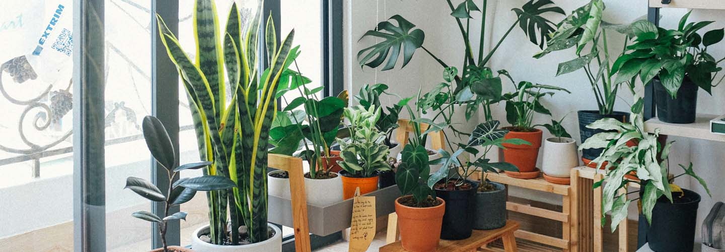 Can I take good care of a houseplant if I run a busy schedule?