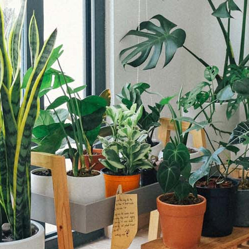 Can I take good care of a houseplant if I run a busy schedule?