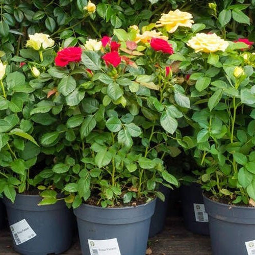 The Different Types of Roses: A Comprehensive Guide to Help You Choose the Perfect Bloom for Your Garden