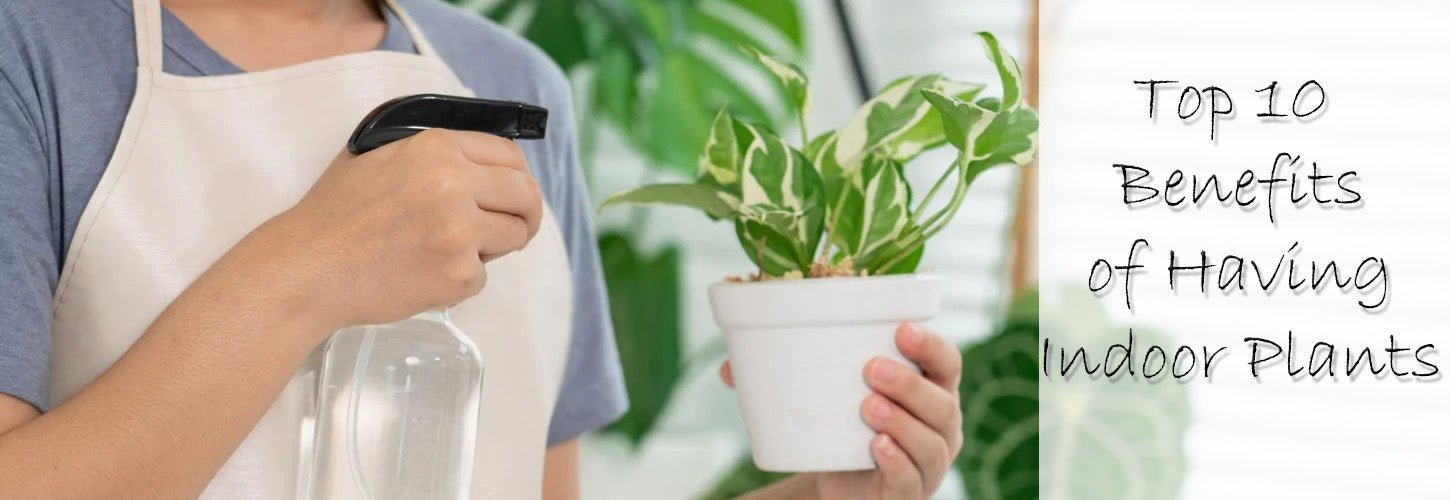 The Top 10 Benefits of Having Indoor Plants in Your Home
