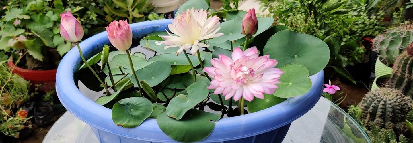 Top 10 Water Plants to Beautify Your Home | Nurserylive