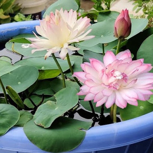 Top 10 Water Plants to Beautify Your Home