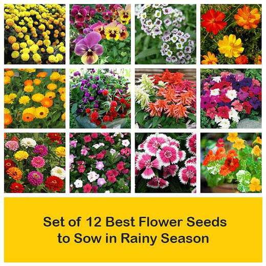 9 Flower Seeds You Should Be Planting This Monsoon | Nurserylive