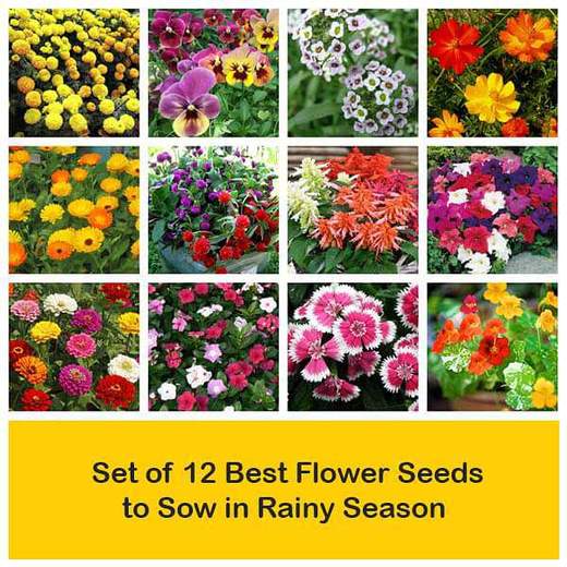 9 Flower Seeds You Should Be Planting This Monsoon