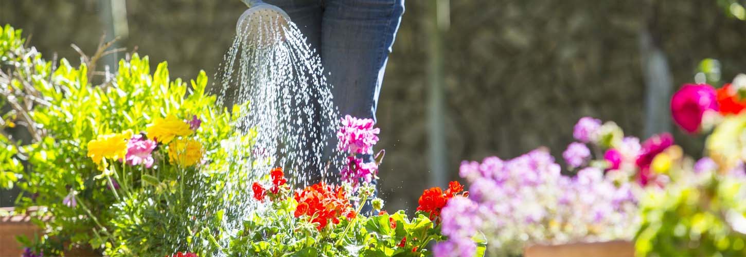 Top 10 Indoor Flowering Plants for Add Colors In Your Interiors