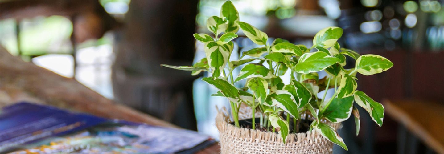 Money Plant Care: The Ultimate Guide
