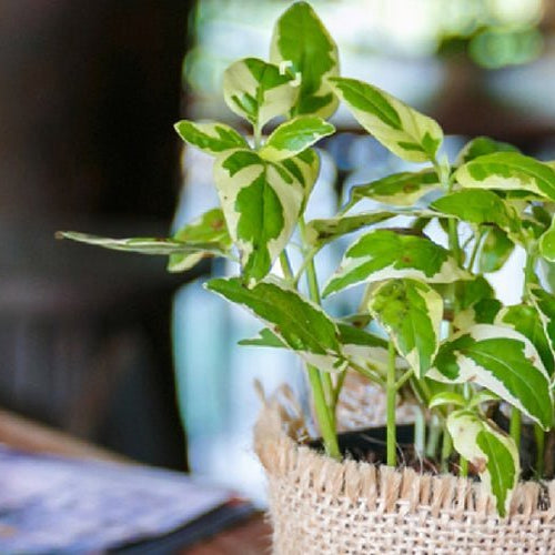 Money Plant Care: The Ultimate Guide