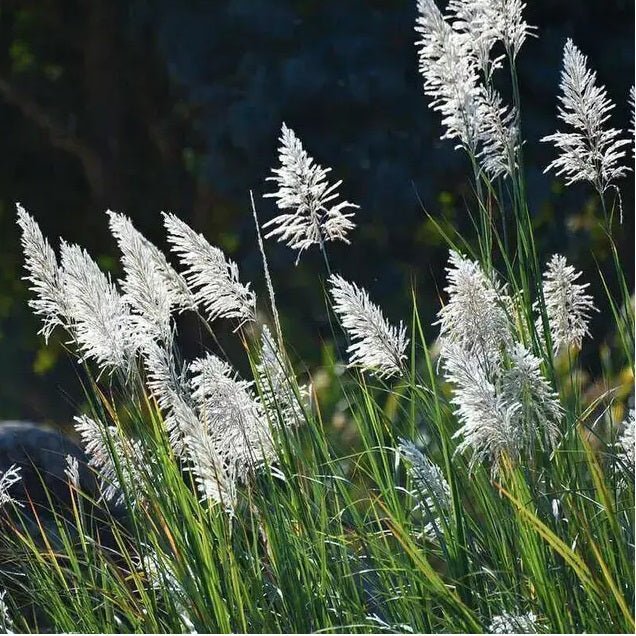 Plantscaping (2/4) - Large plants that are great for the workplace