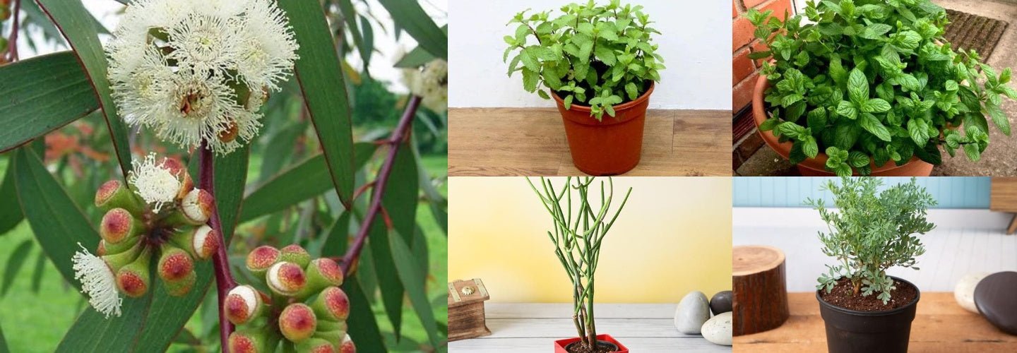 Popular Indoor Plants to Get Rid of Annoying Lizards
