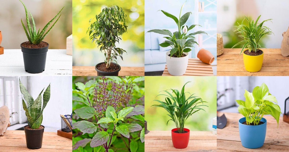 Top 10 Highest Oxygen Producing Indoor Plants