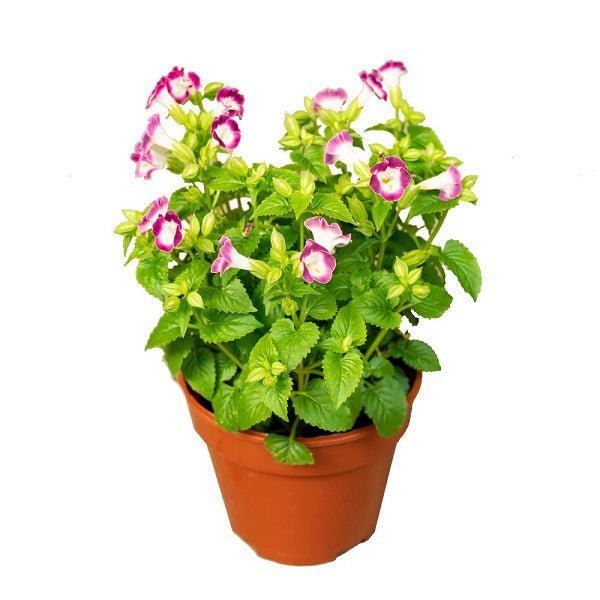 Cure It With A Pot: Your Must-Have Medicinal Plants for Container Gardening
