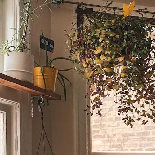 10 Stunning Hanging Plants to Elevate Your Space's Ambiance