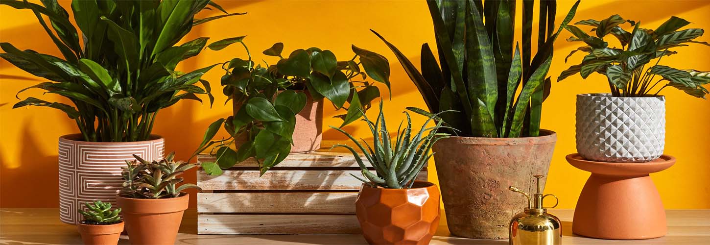 These Plants Will Calm Your Planets And Will Ease Your Sufferings ...