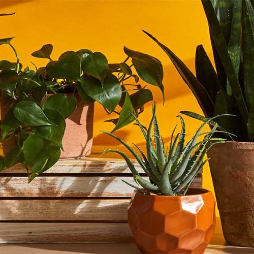 These Plants Will Calm Your Planets And Will Ease Your Sufferings