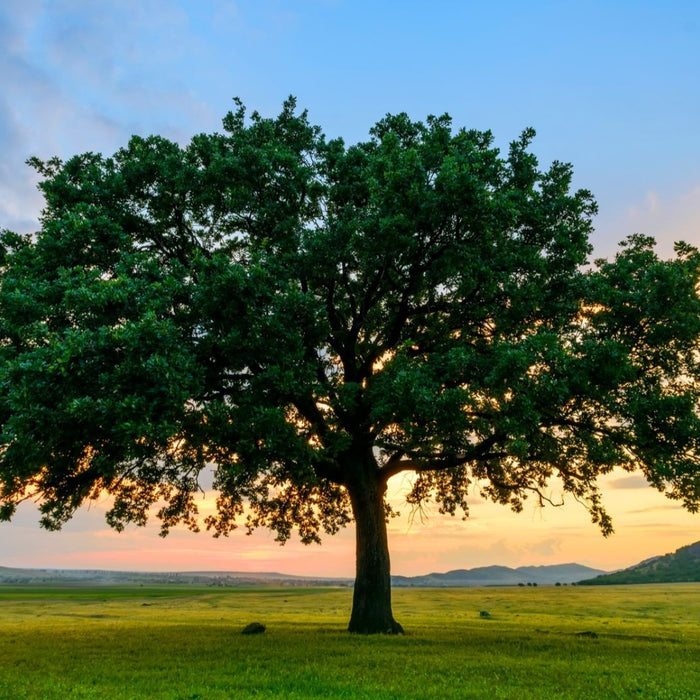 Why We Should Be Thankful Of Every Single Tree?