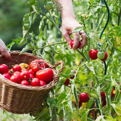 Grow fresh tomatoes from seeds at home - Nurserylive