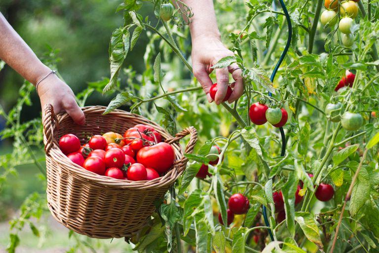 Grow fresh tomatoes from seeds at home - Nurserylive