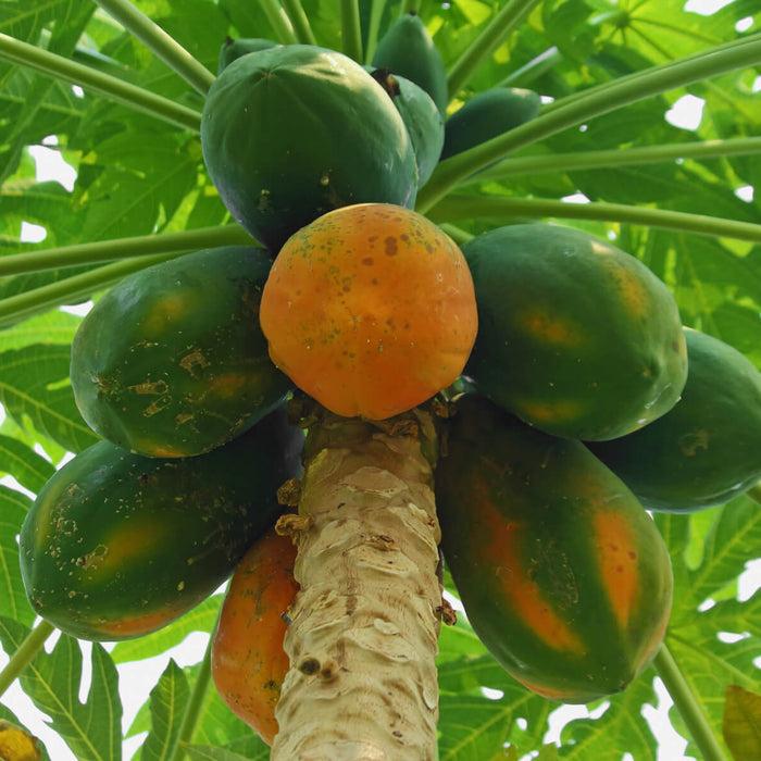 Why is Papaya amongst the world's healthiest fruits?