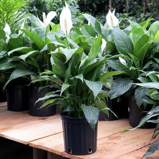 The Peace Lily: NASA's Little Air-Purifying Superstar 🌿🚀