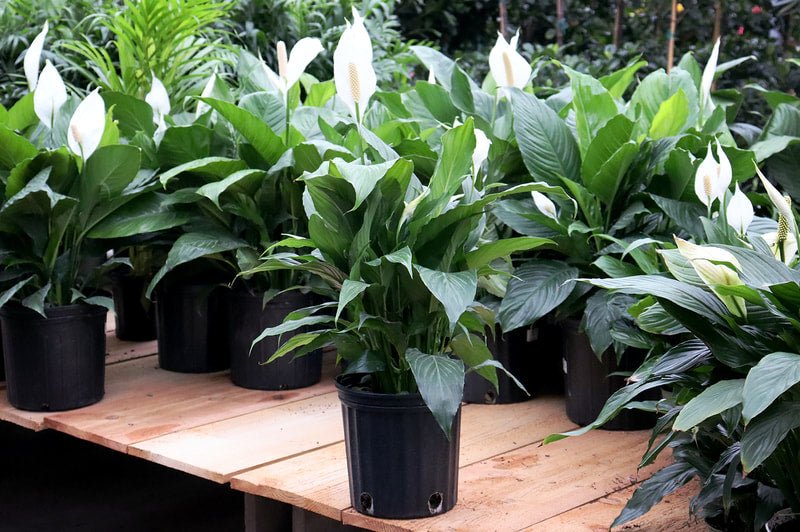 The Peace Lily: NASA's Little Air-Purifying Superstar 🌿🚀