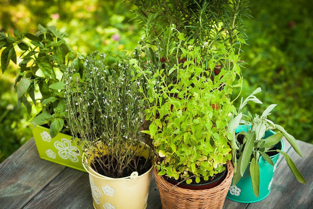 32 Medicinal Plants to keep at your Home Always - Nurserylive
