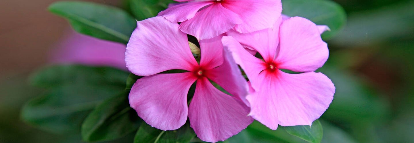 Periwinkle Flower: A Perfect Addition to Your Garden