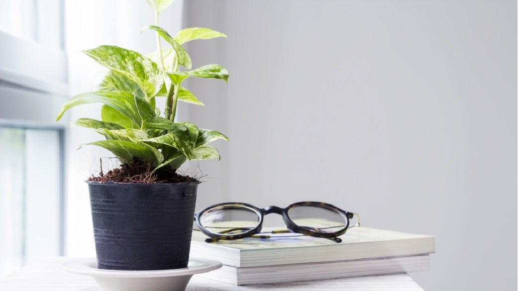 Top 10 Plants for Office Desk