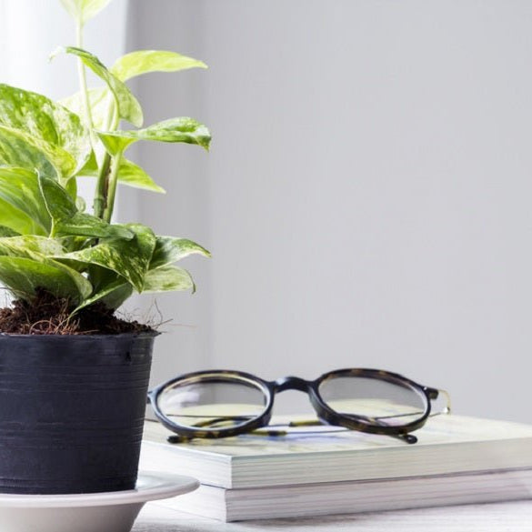 Top 10 Plants for Office Desk