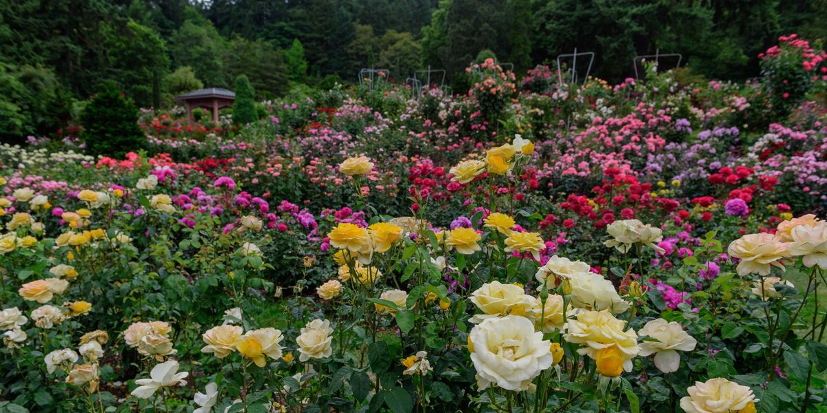 Top 10 Fragrant Flowering Plants  For Ultimate Garden Bliss