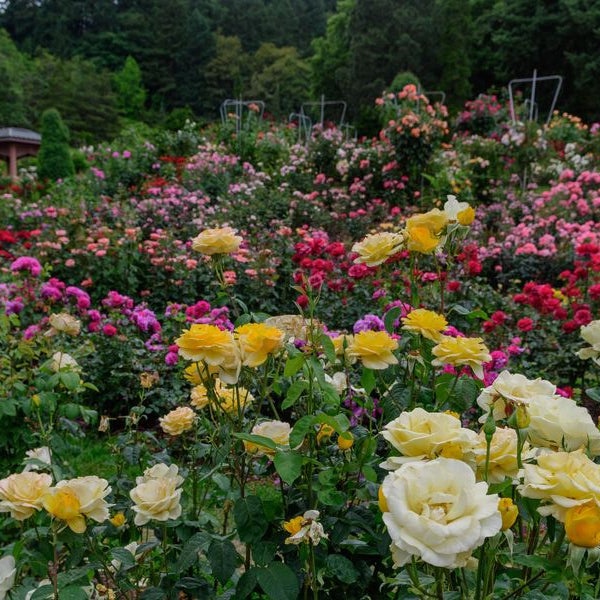 Top 10 Fragrant Flowering Plants  For Ultimate Garden Bliss