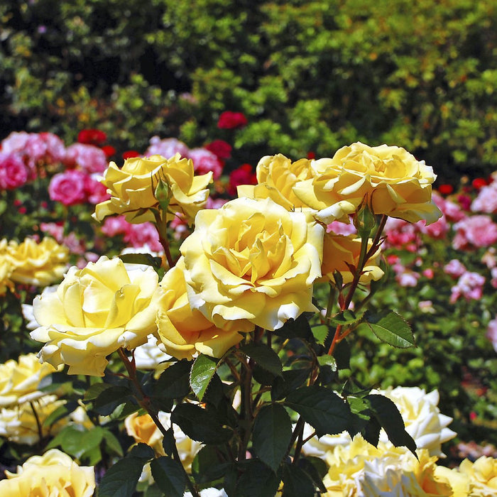 Top 10 Rose Plants To Bring Essence of Love In Your Life