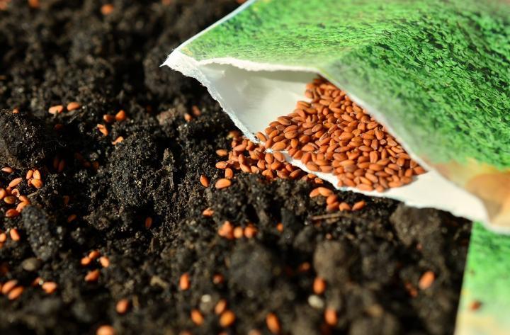 Seed gardening tips for growing vegetables at home - Nurserylive