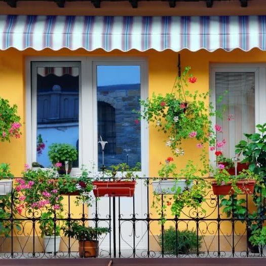 Top 10 Plants to Add to Your Balcony Garden