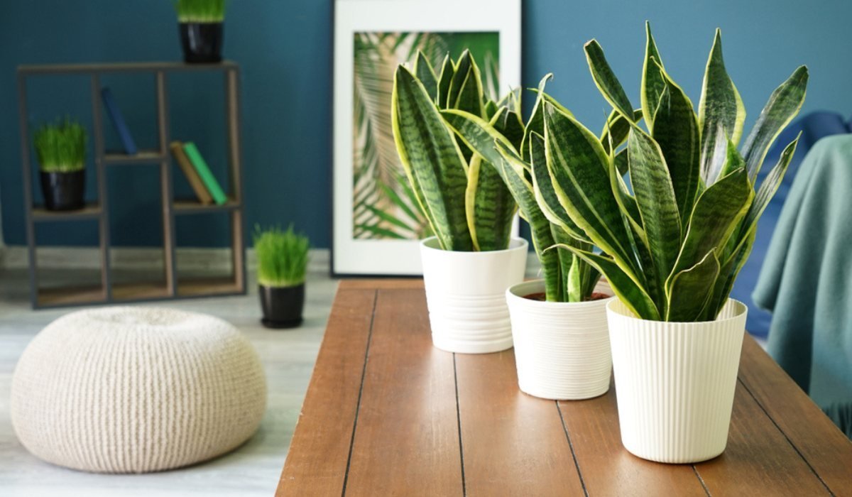 indoor white plant stands HOD Health & Home 8 Tier Bamboo Plant Stand For Indoor And Outdoor Displays Plant Stands One Size
