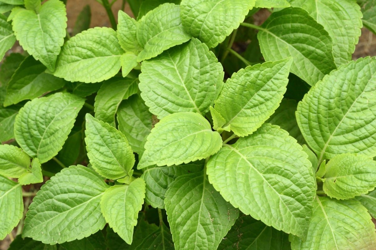 brennesseljauche thuja düngen GreenPanda - 100% biologisch - Brennnesseljauche/Brennnessel Sud