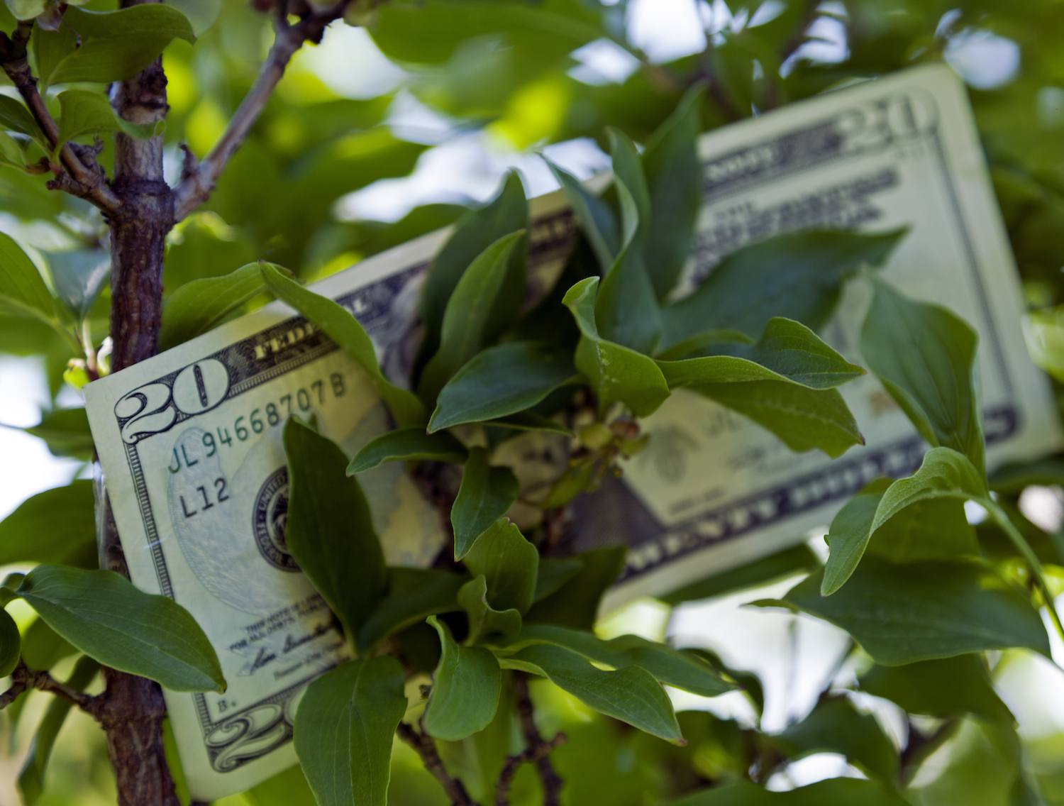 Top 10 Plants to Bring Money And Prosperity In Your Life | Nurserylive