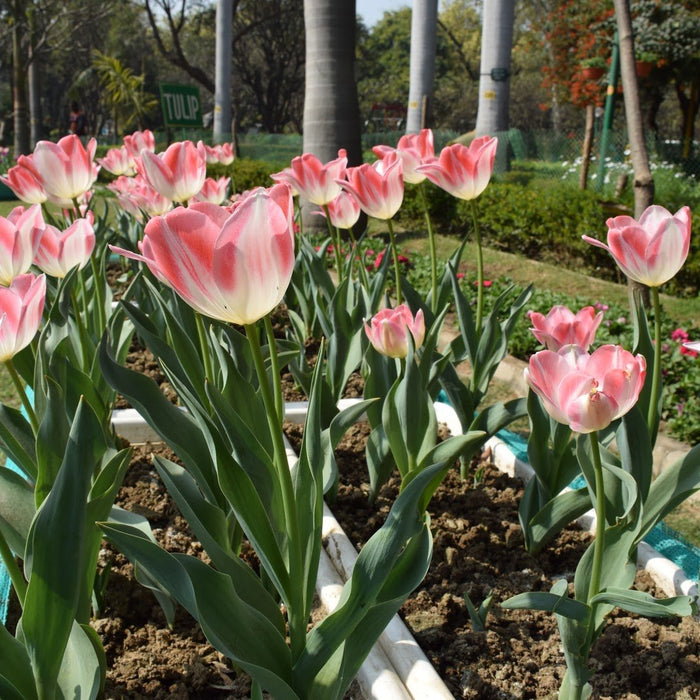 Your Ultimate Guide To Grow Tulip Garden