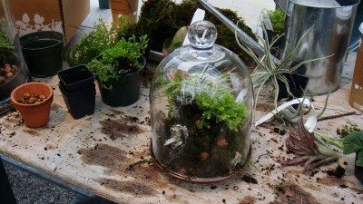 Top 10 Terrarium Plants For Your Plant Based Decor