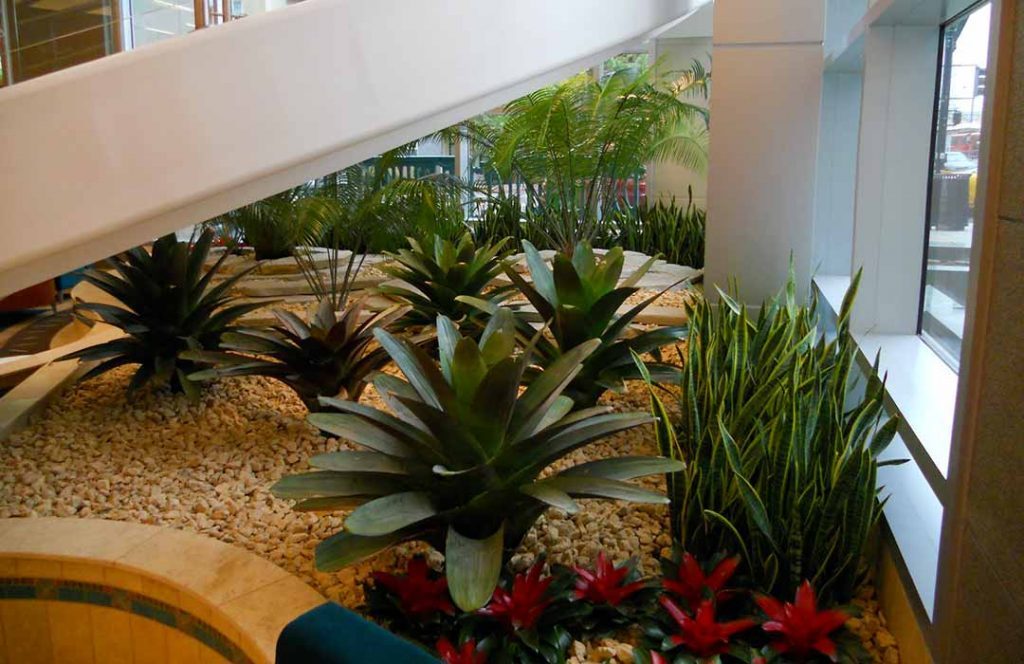 Plantscaping (4/4) - Small plants that spark joy in the workplace - Nurserylive