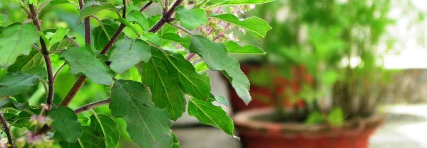 Did you know there are 4 type of Tulsi in India? - Nurserylive