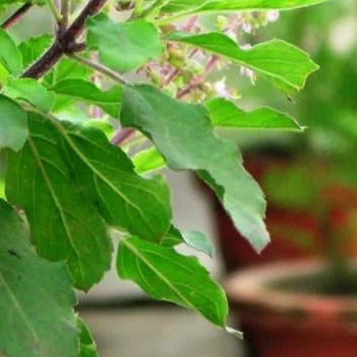 Did you know there are 4 type of Tulsi in India? - Nurserylive