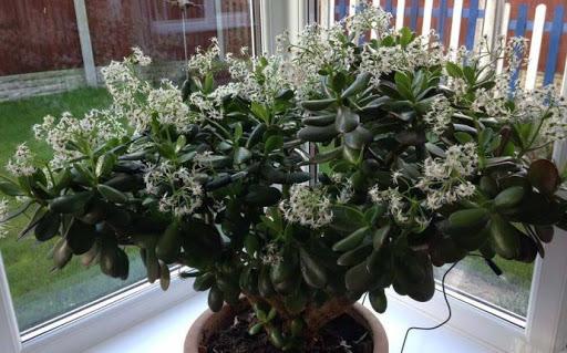 Eager to Bring Love, Luck & Prosperity in Your Life? Try these 10 Feng Shui Plants - Nurserylive