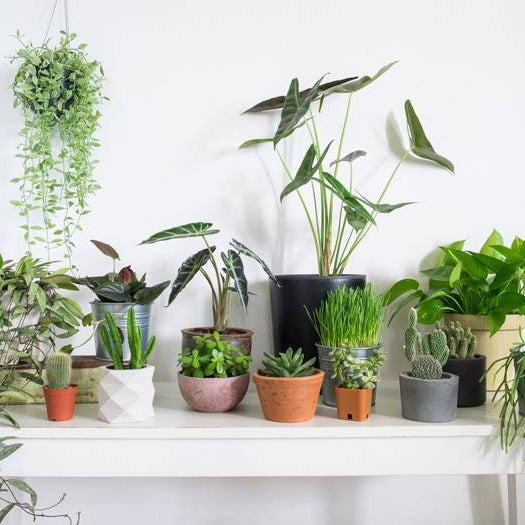 Top 10 Plants To Adorn Your Bedroom