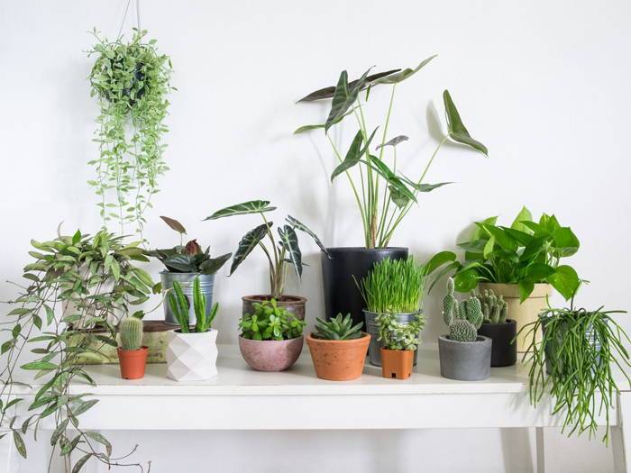 Top 10 Plants To Adorn Your Bedroom