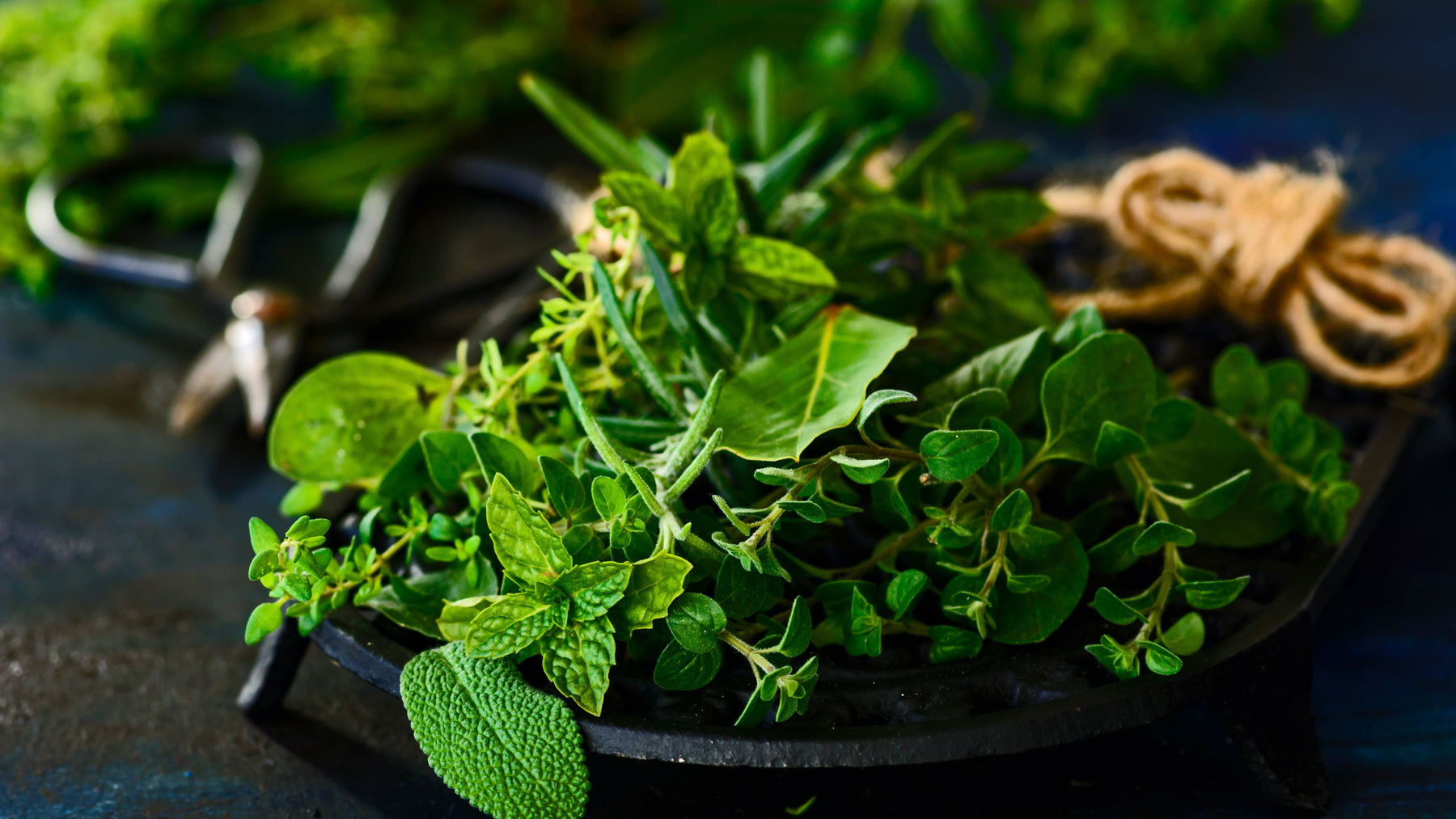 Top 10 Herb Plants for Your Kitchen  Garden
