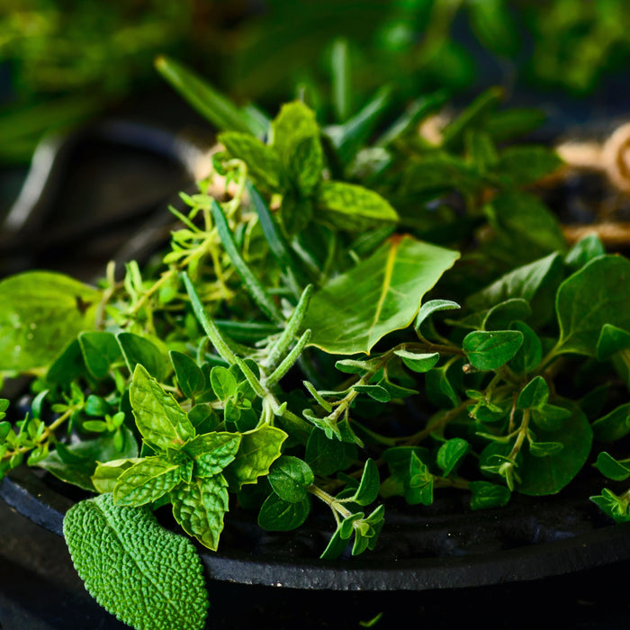 Top 10 Herb Plants for Your Kitchen  Garden
