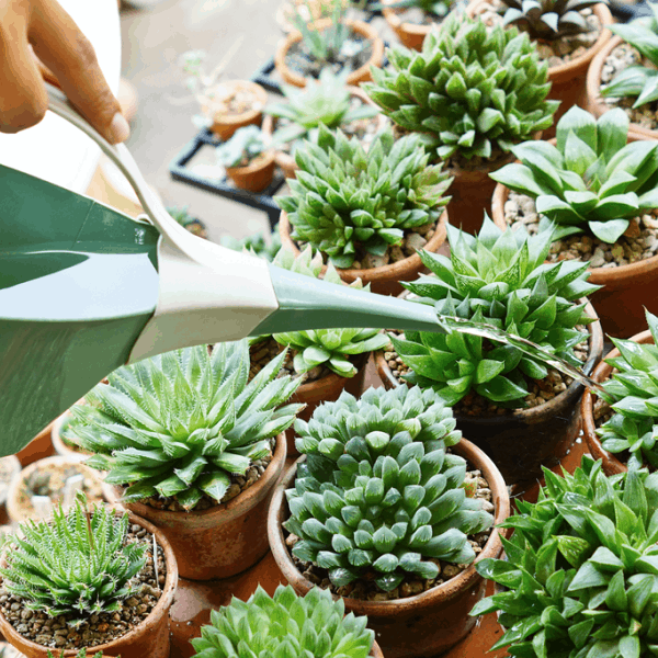 How to water succulent plants - Nurserylive